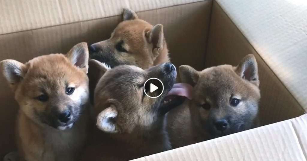 box with four puppies